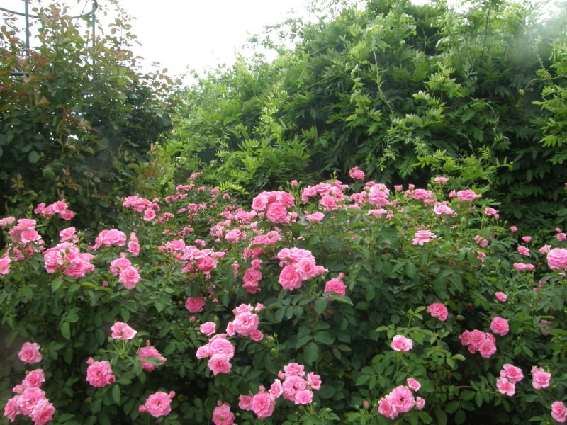 足利フラワーパークの夏 ぷらっとくんのブログ