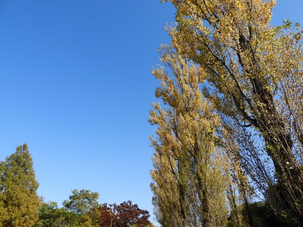 水元公園ポプラ並木の黄葉とラクウショウの紅葉 ぷらっとくんのブログ 水元公園ポプラ並木の黄葉とラクウショウの紅葉 ぷらっとくんのブログ