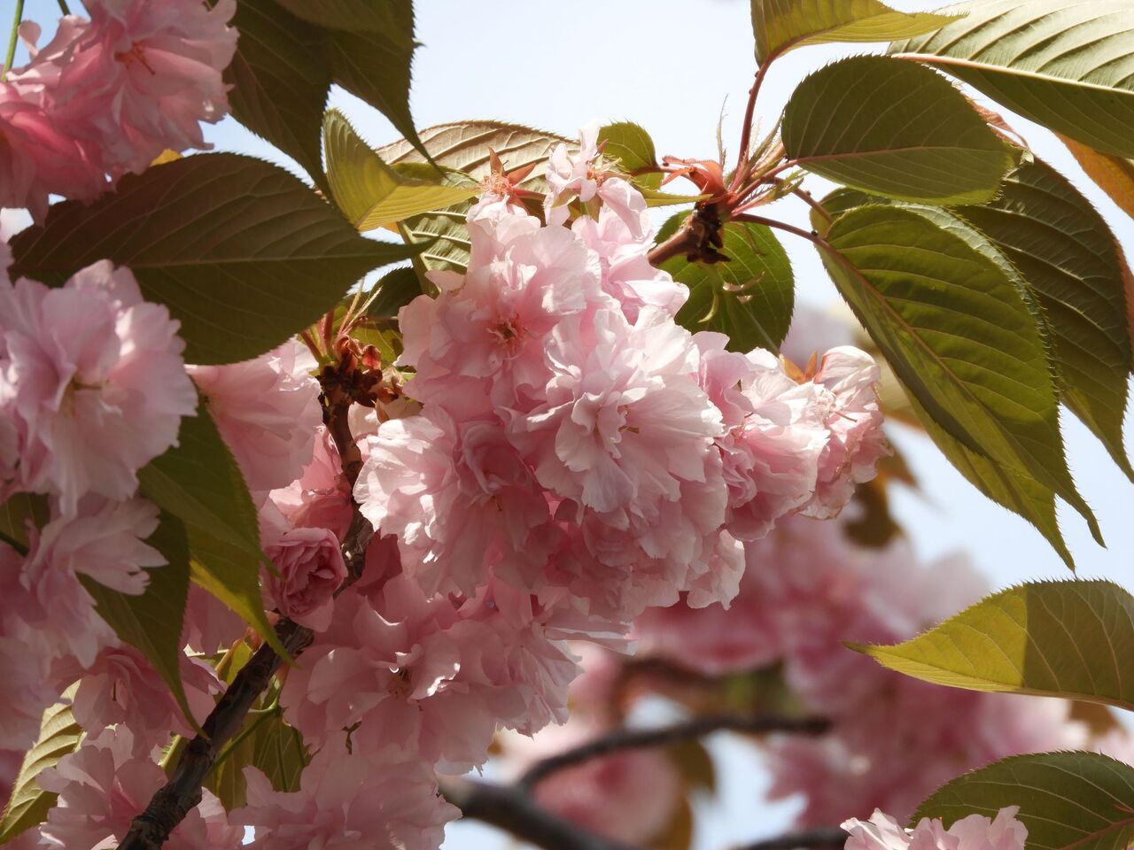 関山 八重桜 とハナミズキ ぷらっとくんのブログ