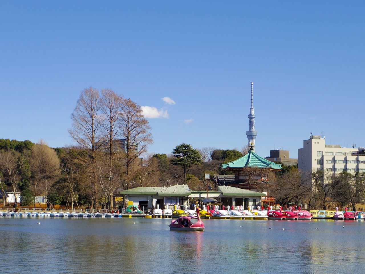 不忍池 ボート池と蓮池 ぷらっとくんのブログ