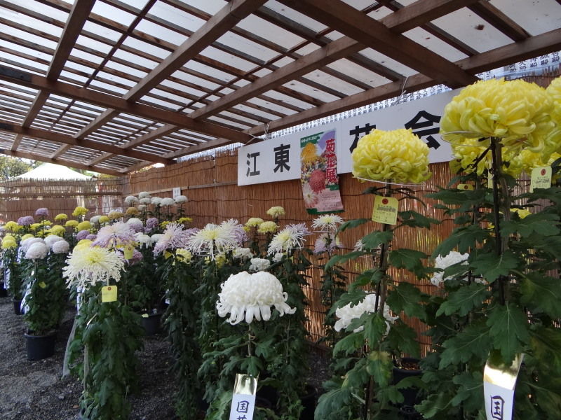 菊まつり 亀戸天神 ぷらっとくんのブログ
