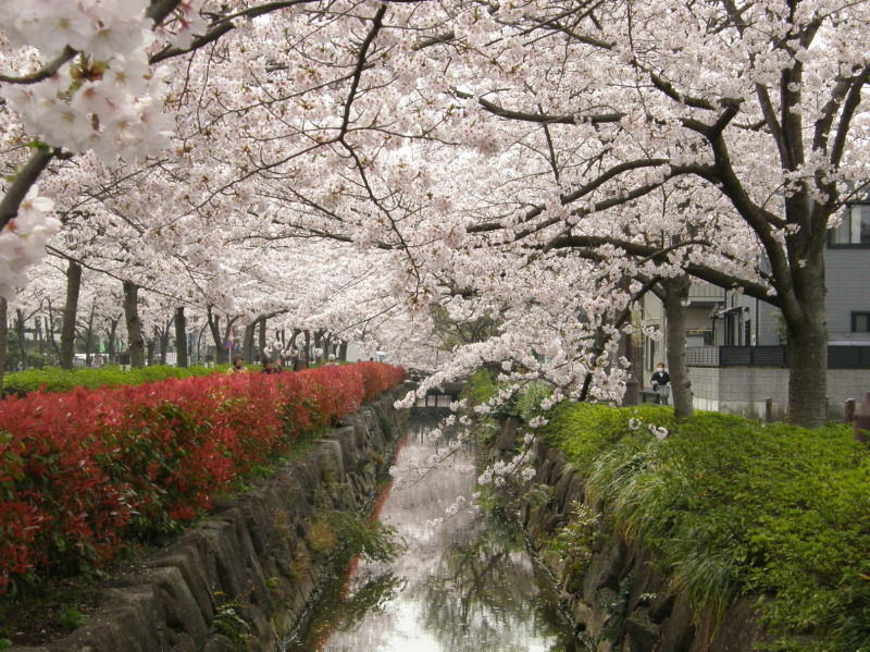葛西用水と水元公園の桜 ぷらっとくんのブログ