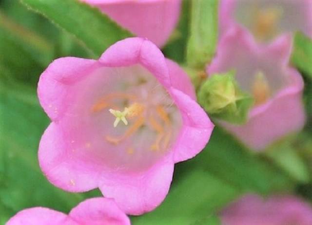 ピンク色が綺麗な花 Sansakuro日記