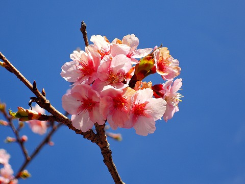 DSCN0611