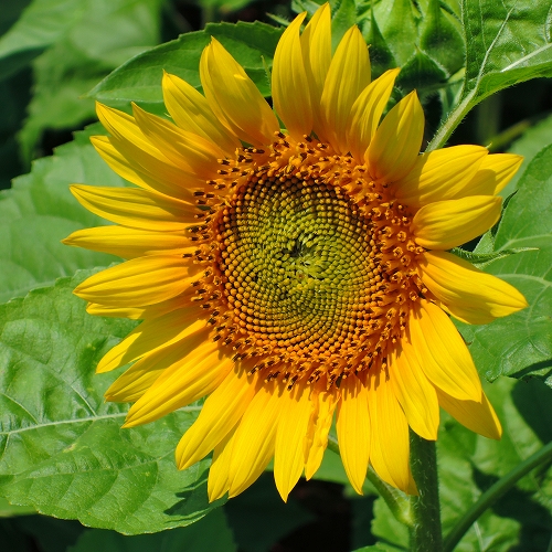 DSCN3435