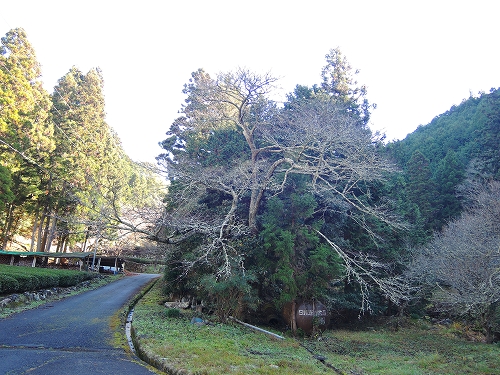 DSCN6006