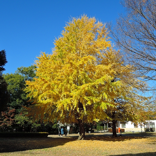DSCN5506