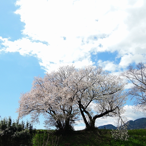 DSCN0941