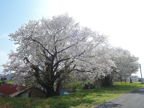 DSCN1252