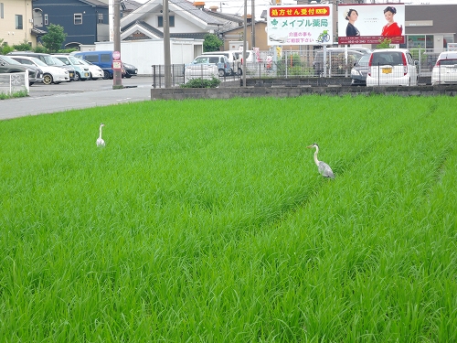 DSCN2071