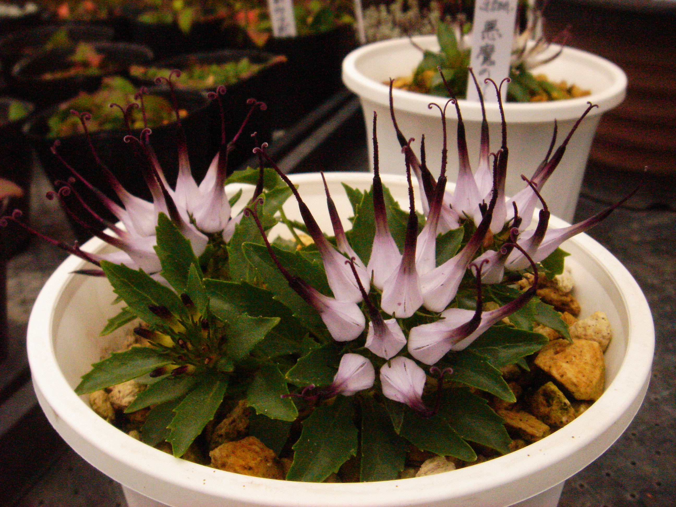 山野草 販売 悪魔の爪 山野草 販売 八ヶ岳山草園 長野県南佐久郡小海町松原湖高原
