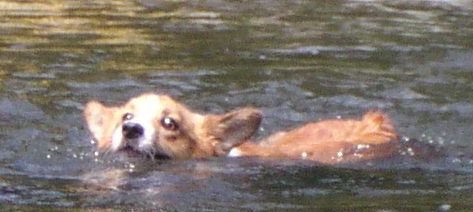 ピーター長瀞で泳ぐ コーギー犬 ピーター君の冒険 ピーター長瀞で泳ぐ コーギー犬 ピーター君の冒険