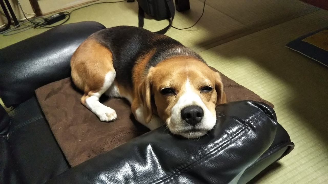 反省 ちびビーグルと元保護犬パピヨンの のほほんな日々