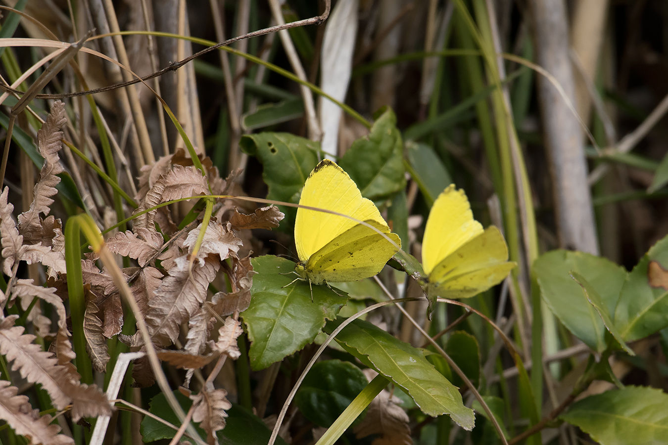 キタキチョウ 自然の中に生きる虫と花 虫嫌い厳禁のブログ