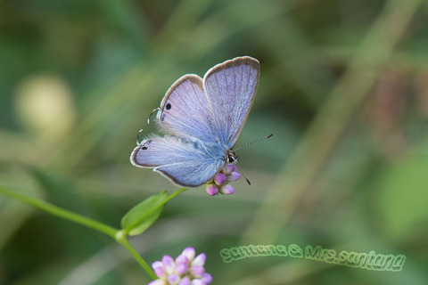 ウラナミシジミ5