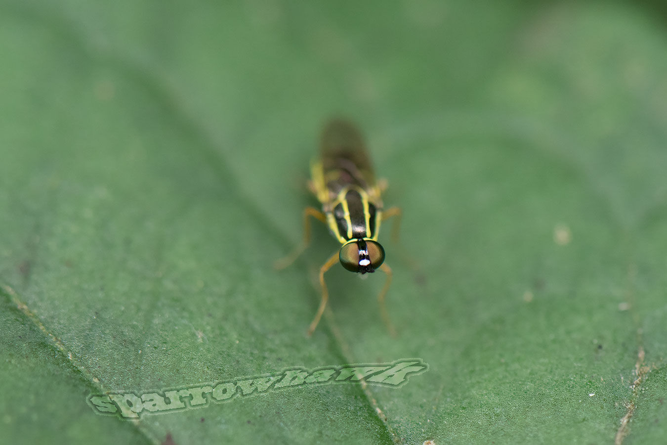 「自然の中に生きる虫と花 虫嫌い厳禁のブログ」カテゴリ:ミズアブ科小さくて綺麗な奴 サンタナ&ミセス