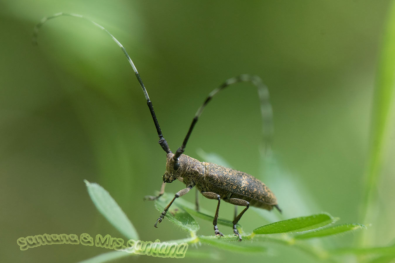 カミキリは寄席でも草村でも人気者 自然の中に生きる虫と花 虫嫌い厳禁のブログ