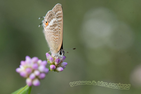 ウラナミシジミ2