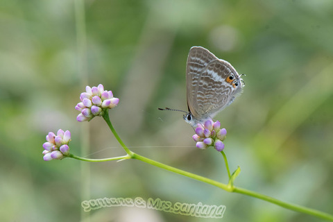 ウラナミシジミ3