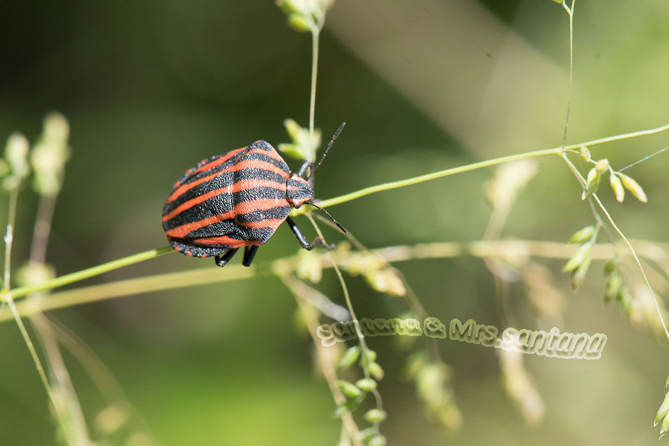 美しきもの3 アカスジカメムシ 自然の中に生きる虫と花 虫嫌い厳禁のブログ 美しきもの3 アカスジカメムシ 自然の中に生きる虫と花 虫嫌い厳禁のブログ