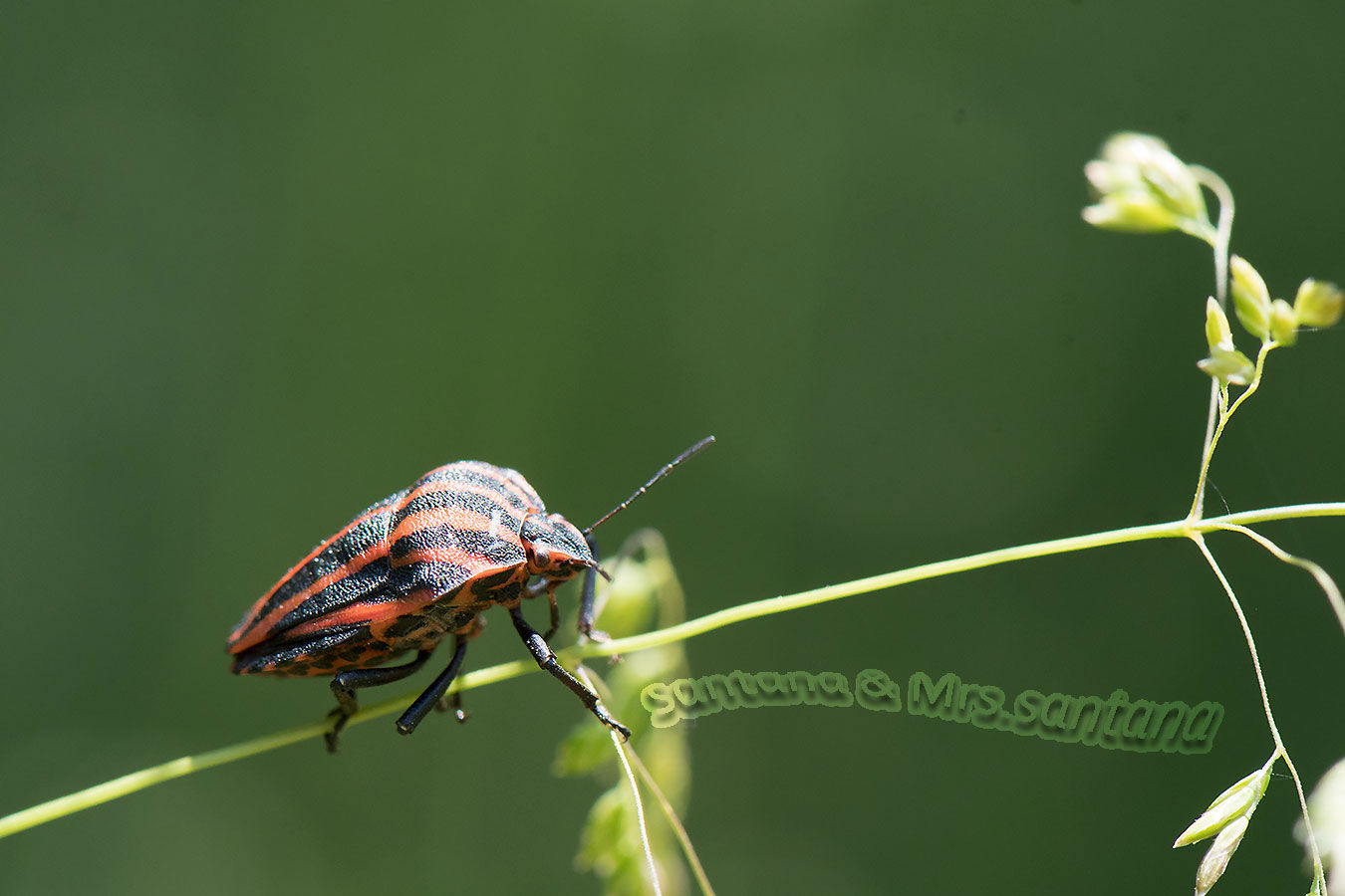 美しきもの3 アカスジカメムシ 自然の中に生きる虫と花 虫嫌い厳禁のブログ 美しきもの3 アカスジカメムシ 自然の中に生きる虫と花 虫嫌い厳禁のブログ
