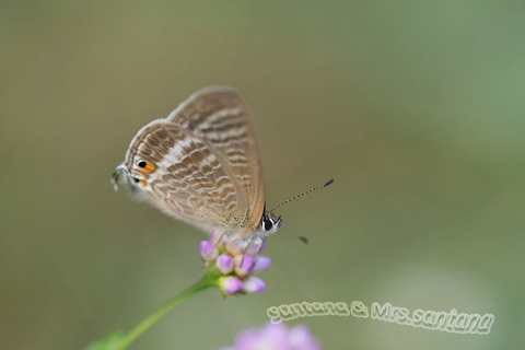 ウラナミシジミ6