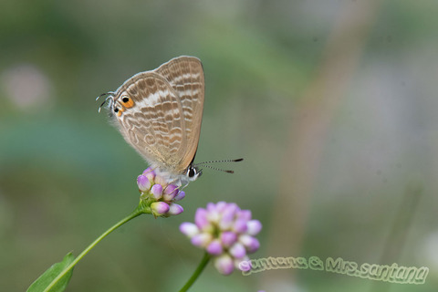 ウラナミシジミ1