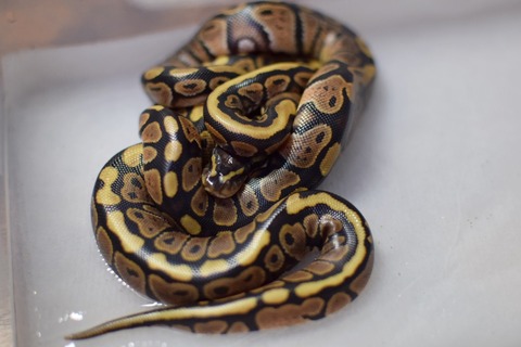 F882612D-0916-49A0-9A57-53610F408857