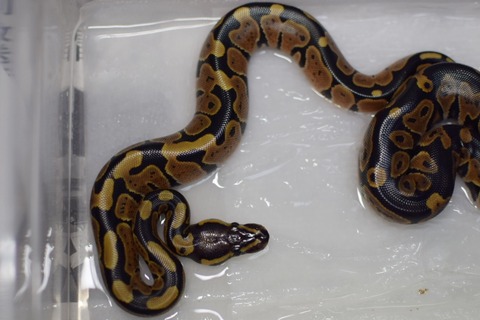 13BA3E47-E759-443C-B851-AEBEC77C0BE1