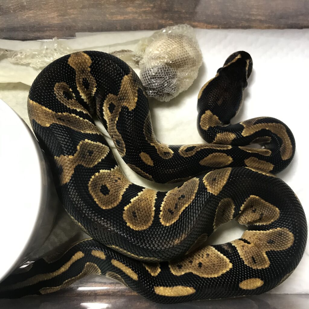 Santeria 21cb ボールパイソン販売個体 Santeria Ball Python Geckos