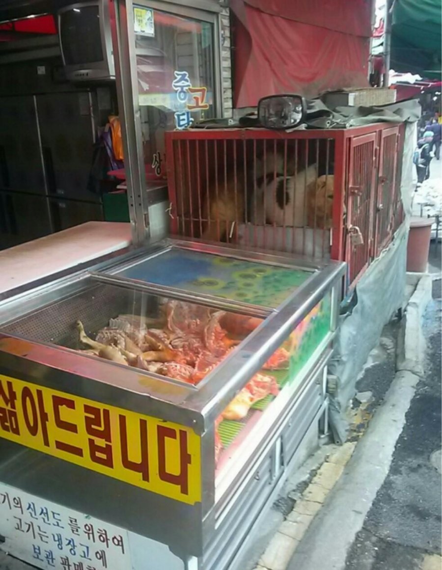 韓国人 犬肉を販売している残酷な市場 韓国の反応 ウルトラソウル