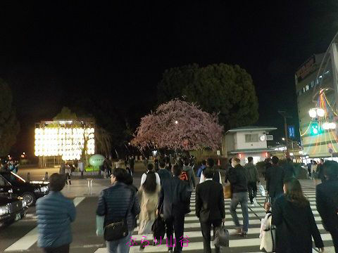 上野公園の桜2018