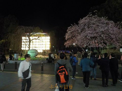 上野公園の桜は早く咲く