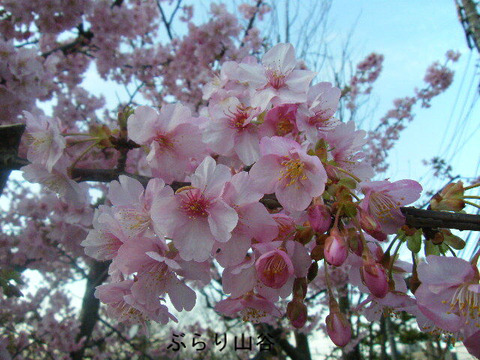 梅は咲いたか