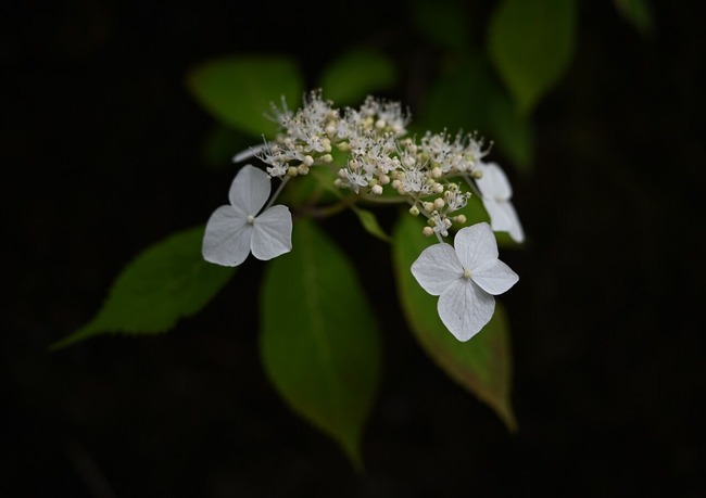 BLOG4