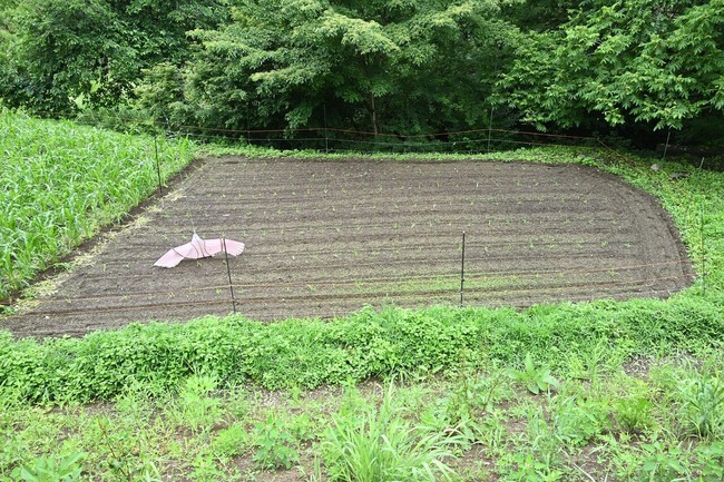 BLOG1