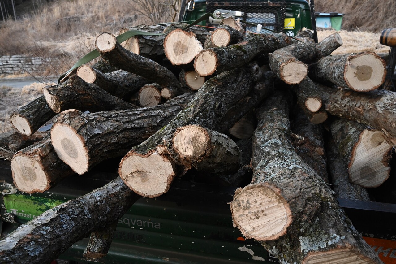 ナラ 原木 薪用