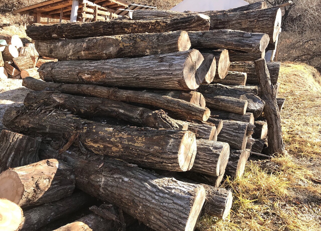 原木情報 No,7 (2025, Feb ) / ナラ＆クヌギ100％！！ 玉切り済み薪用