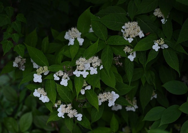 BLOG5