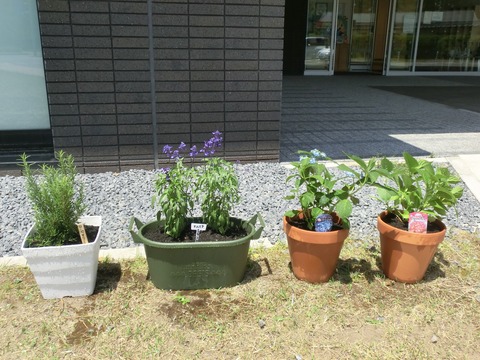 植え付け後 お花