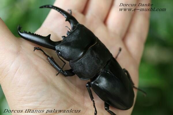来年の飼育予定決定しました サンユー販売株式会社 大阪 Blog