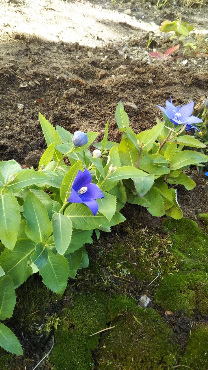 山野草と苔庭づくり やっぱり山が好き 山野草と苔庭づくり やっぱり山が好き