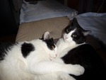 のびお・ひだか