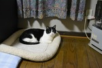 のびおベット