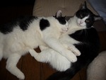 のびお・ひだか2