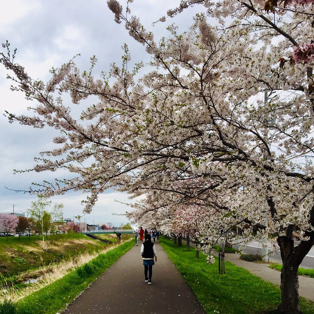 日本一の桜並木 新川さくら並木を見てきた２０１９年５月１日 札幌市西区 北区 手稲 よろこの札幌子育てブログ