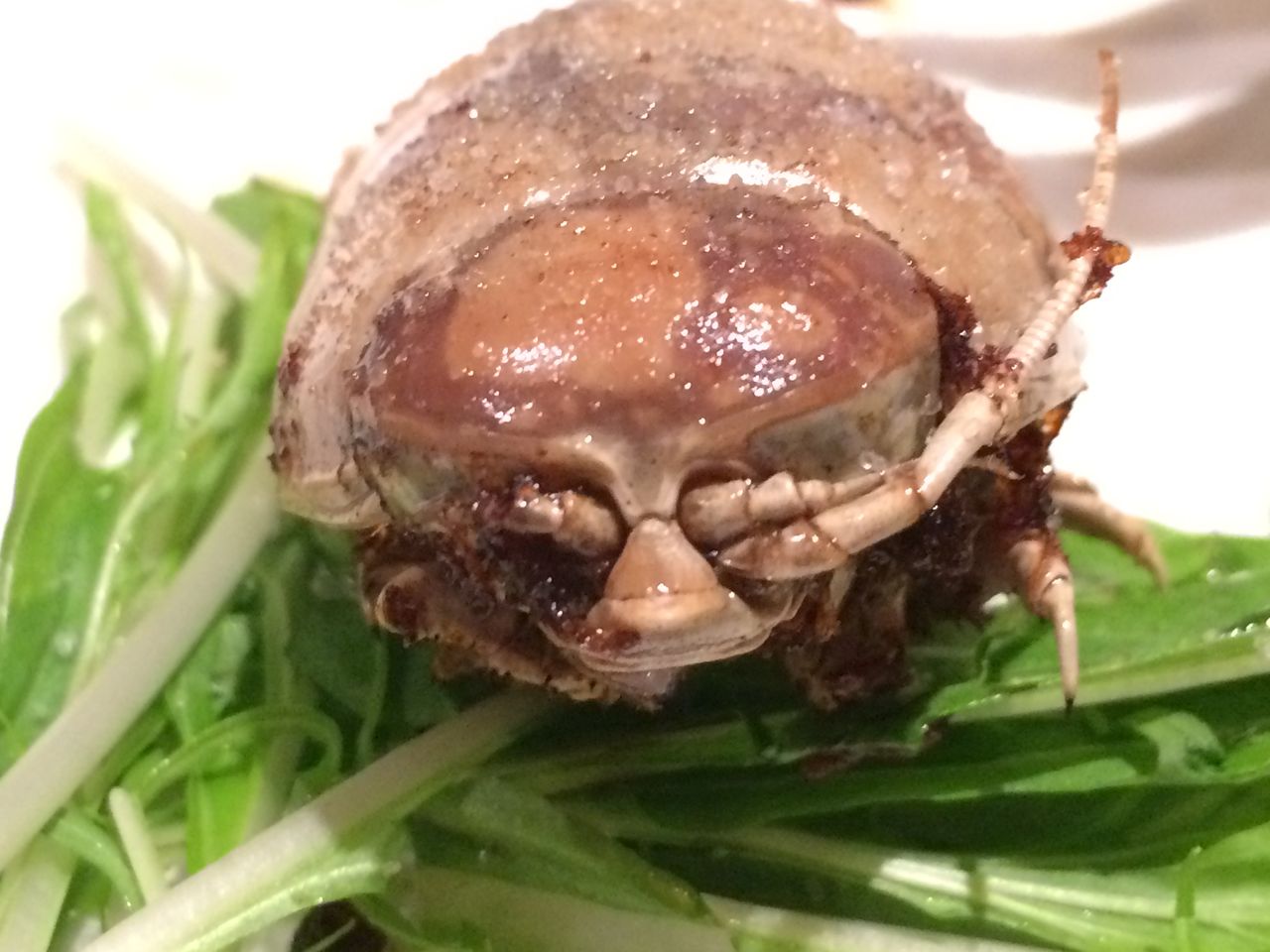 オオグソクムシとタガメの素揚げ 桜木町珍獣屋 珍食ブログ