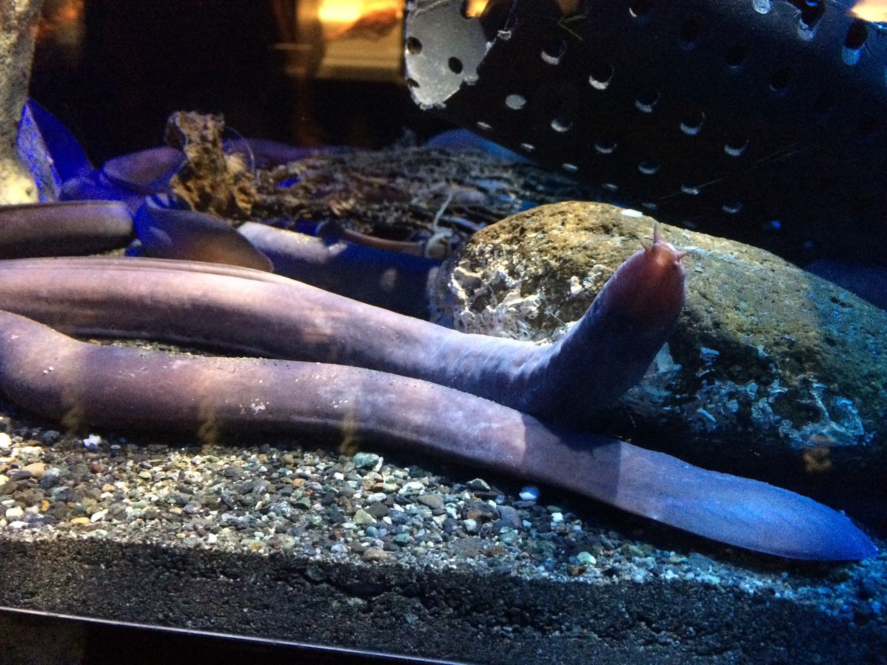 沼津深海魚バーガー 沼津深海魚料理その４ 珍食ブログ