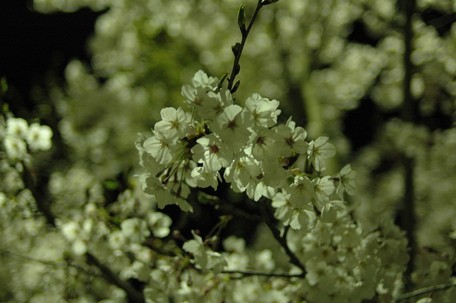 DSC_3668aaa