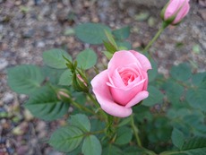 1749a242.jpg